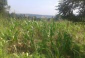 land in Katosi 9,000,000 per acre