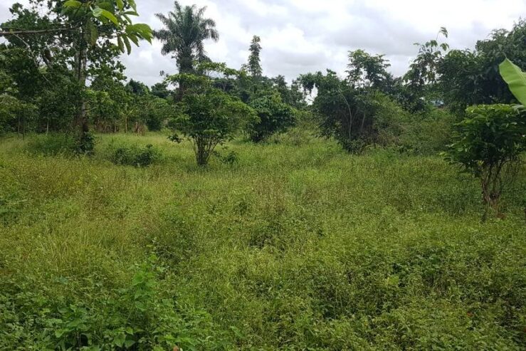 This is an acre also in Vumba approximately 1.3km off tarmac