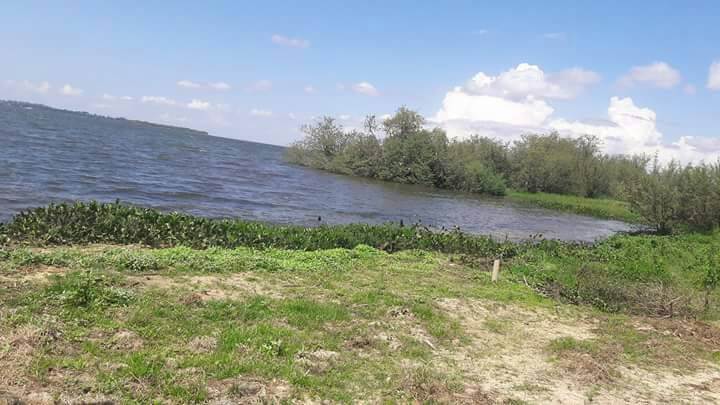 70 Acres Touching Water Entebbe Buwaya