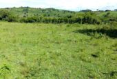 100 acres of good farmland for sale in Mpigi Gombe-Butambala