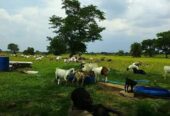 A farm land for sale in Namasagali Kamuli District