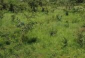 8.5 square miles in Amuru freehold title 5000 acres price@2m