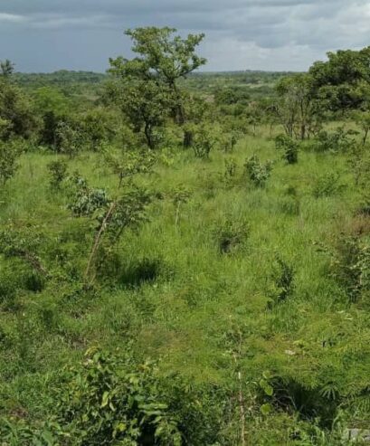 8.5 square miles in Amuru freehold title 5000 acres price@2m