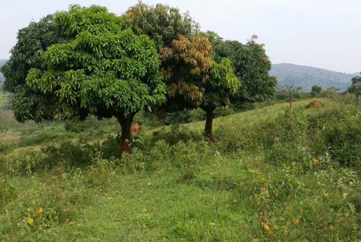 100 acres of good farmland for sale in Mpigi Gombe-Butambala