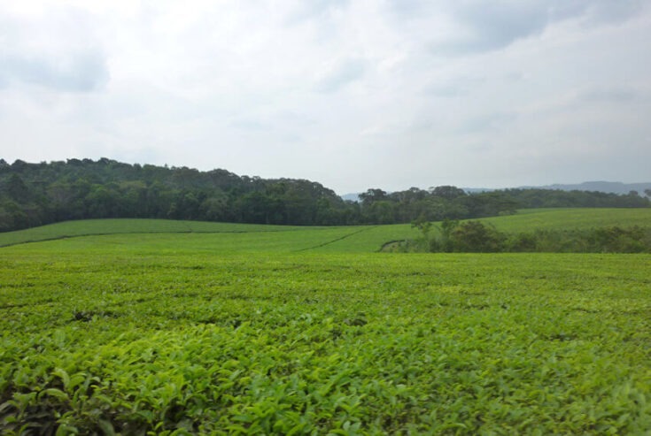 Tea plantation for sale fortportal