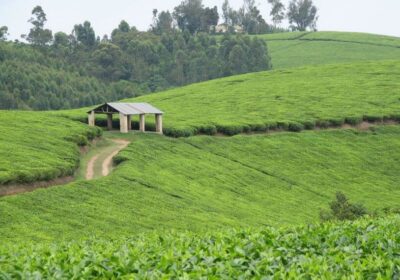 Tea-Plantations-for-Sale-in-Uganda-850×570-1