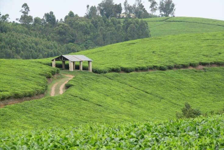 Tea Estate for Sale in Fort Portal