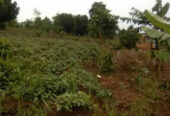 Kibanja Plot of Land measuring 50/100 Located in Wakiso