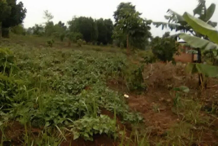 Kibanja Plot of Land measuring 50/100 Located in Wakiso