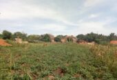 Kibanja Plot of Land measuring 50/100 Located in Wakiso