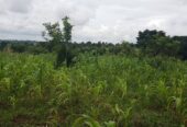 4acres available in Busika approximately 3km off tarmac