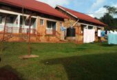 Hostels on 41 Dec for sale in mukono near UCU