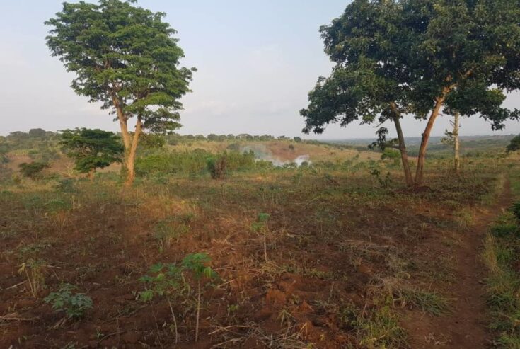 24acres of land for sale in Mubende