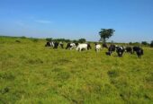 A farm land for sale in Namasagali Kamuli District