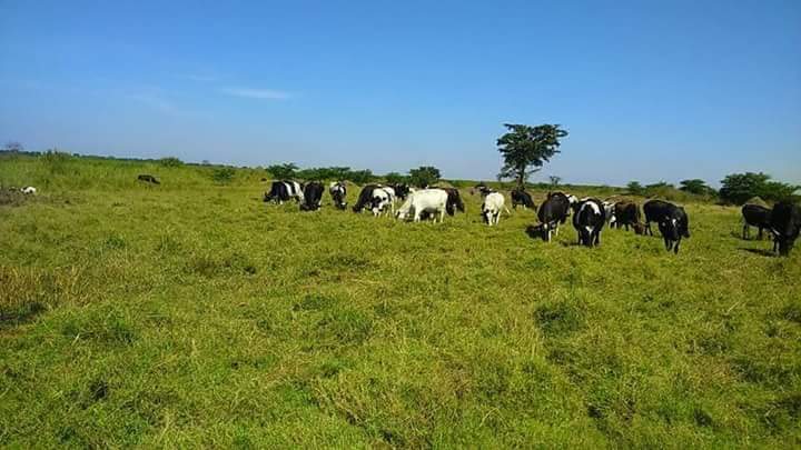 A farm land for sale in Namasagali Kamuli District