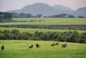 Tea Estate for Sale in Fort Portal