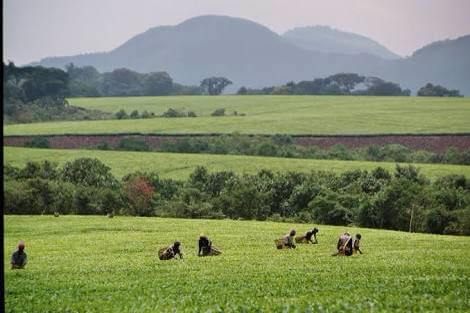 Tea Estate for Sale in Fort Portal