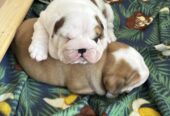 Two beautiful male and female English Bulldogs are ready for