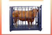 Weighing scales for cattle in Kampala +256 787089315