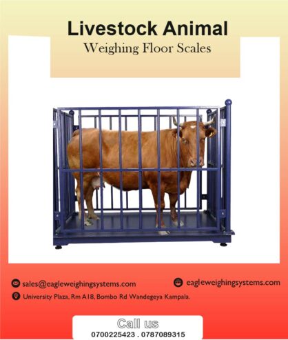 Weighing scales for cattle in Kampala +256 787089315