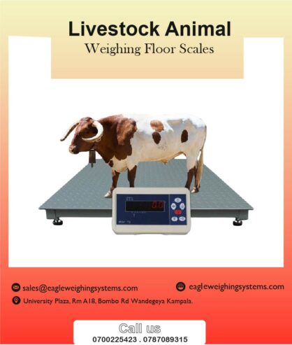 Weighing scales for cattle in Kampala +256 787089315