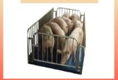 Pig weighing scales price in Uganda +256 787089315