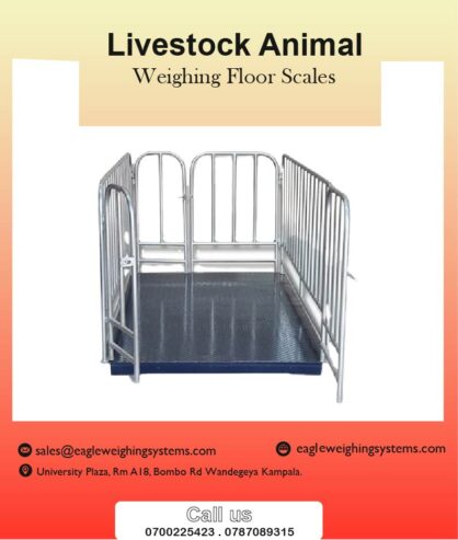 Livestock weighing scales supplier in Uganda +256 787089315