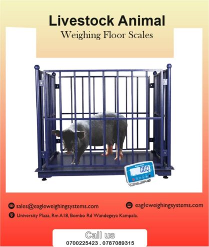 Pig weighing scales price in Uganda +256 787089315