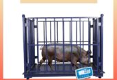 Pig weighing scales price in Uganda +256 787089315