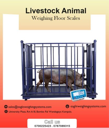 Pig weighing scales price in Uganda +256 787089315