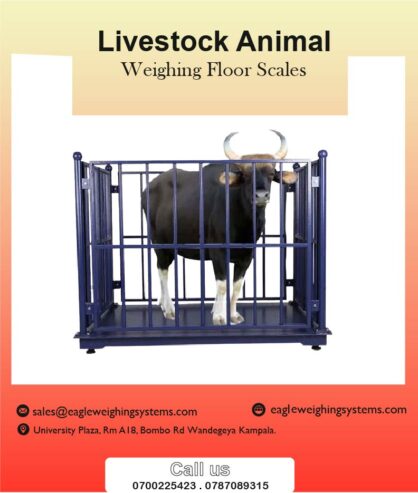 Livestock weighing scales company in Kampala +256 787089315