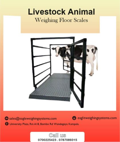 Digital cattle weighing scales in Uganda +256 700225423