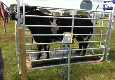 Cattle-Weighing-platform