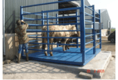 Cattle weighing scale with manual head gate from USA