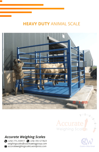 Electronic animal floor cattle cow weighing scale