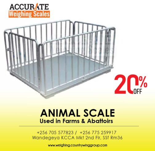 Cattle chute weighing scales in store Kampala Uganda