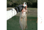 Hanging mechanical luggage scale at Accurate Weighing Scales