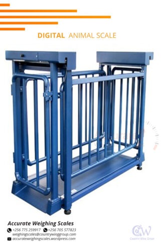 cattle weighing scale with manual head gate from USA