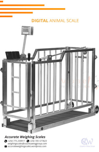 cattle weighing scale with manual head gate from a certified