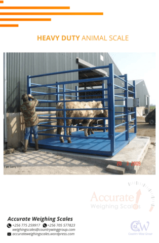 cattle weighing scale with manual head gate from a certified