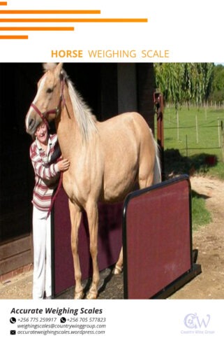 sheep weighing scale with 4 sliding doors for easy operation