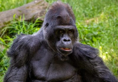 Portrait-of-a-silverback-goril