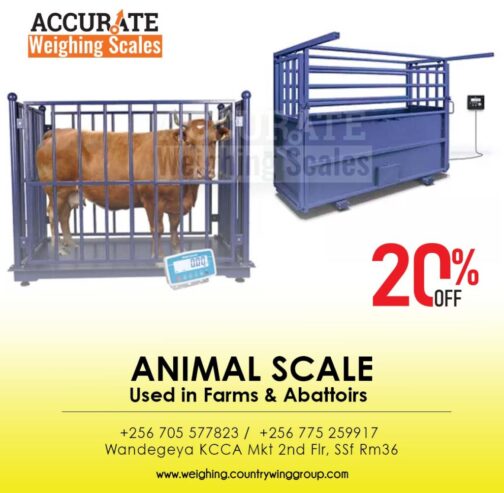 Stainless steel weight indicators of animal weighing scales