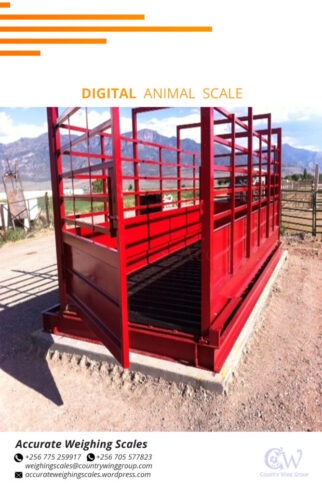 Alleyway livestock weighing scales in Busujju