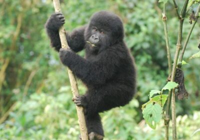 bwindi-gorillas-23-1240×775-1