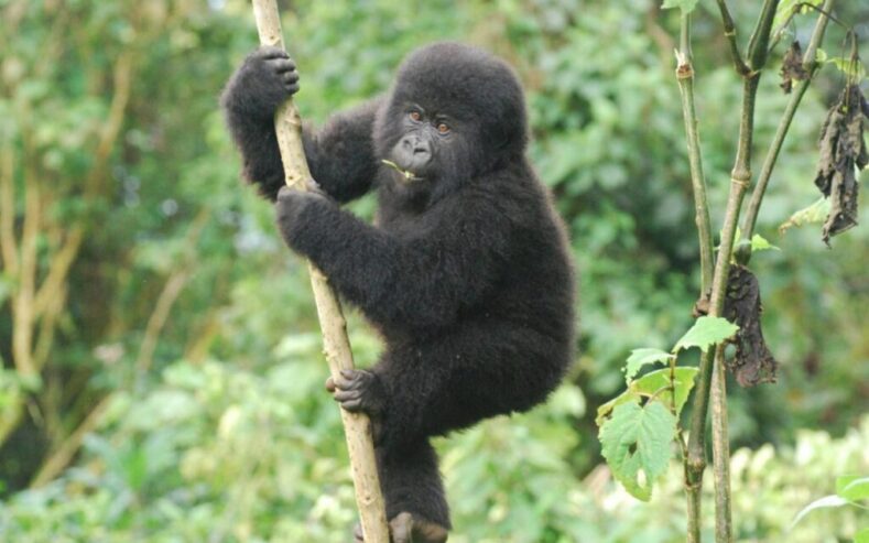 Book a gorilla trekking in bwindi impenetrable national park