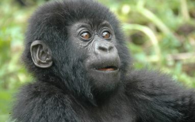 Book a gorilla Uganda safaris