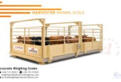 Cow scales with 4 sliding doors, operating from only one