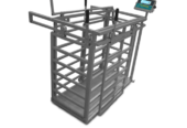 Cattle weighing scales with accuracy of 0.5kg in Kigezi