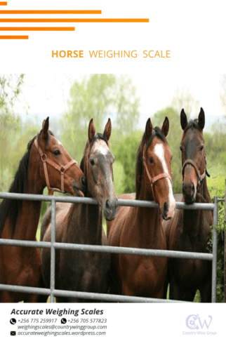 price of Galvanized weigh beams for cattle that last long